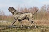 CANE CORSO 705
